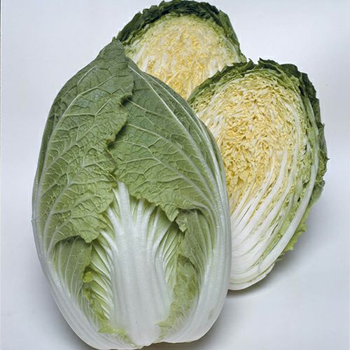 春白菜 1kg100円 50kgから 春白菜｜京の産品図鑑｜【公式】JA京都 暮らしのなかにJAを