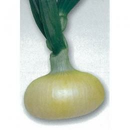 玉ねぎ苗⭕️早生品種マッハ２５００本⭕️【野菜苗】 たまねぎ 種 【マッハ】 2dl | 農業屋.com