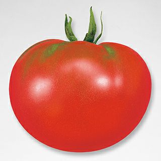 大玉トマト 種 【 サターン 】 1000粒 ( 大玉トマトの種 ) | 農業屋.com
