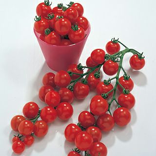 ミニトマト 種 【 千果 】 小袋(10粒) ( ミニトマトの種 ) | 農業屋.com