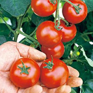 中玉トマト 種 【 ルイ60 】 1000粒 ( 中玉トマトの種 ) | 農業屋.com