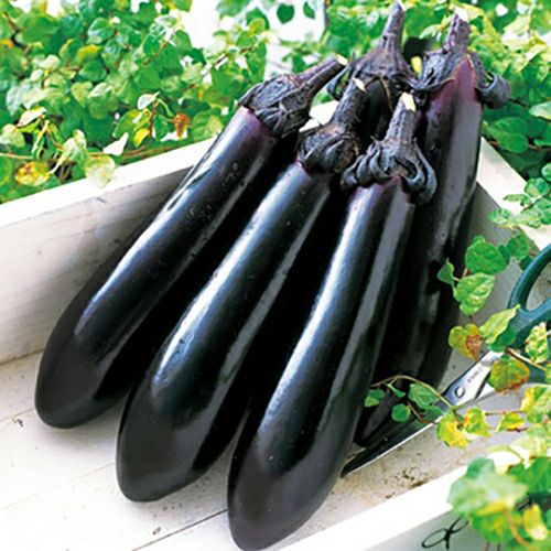 なす 種 【筑陽】 1,000粒 | 農業屋.com