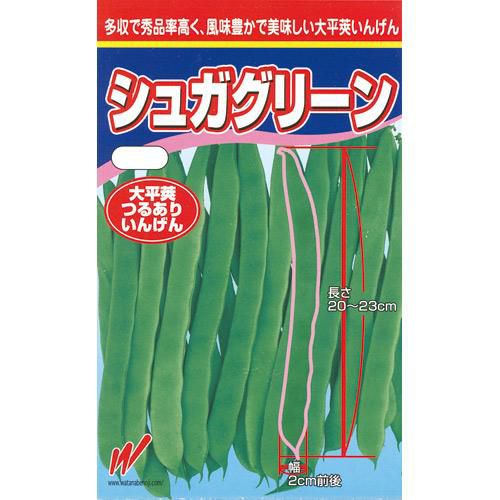 つるありいんげん 種 【シュガグリーン】 1L | 農業屋.com