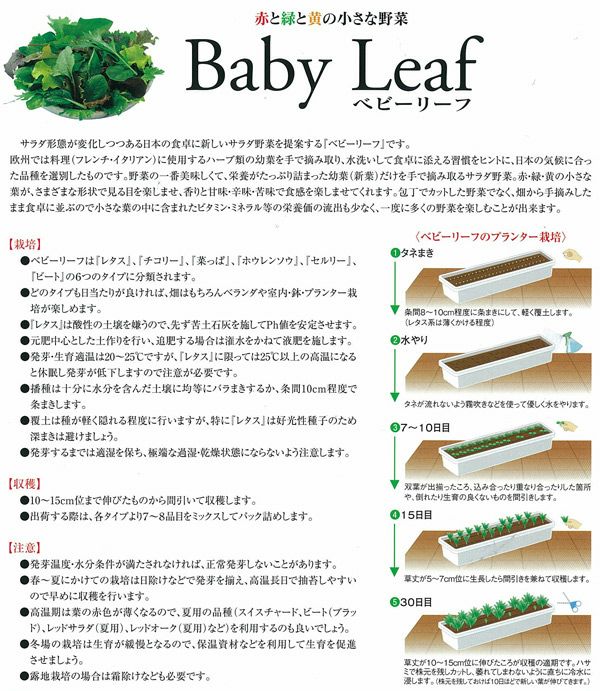 ベビーリーフ 種 【黒葉 ピノグリーン（晩生） 】 種子 1L | 農業屋.com