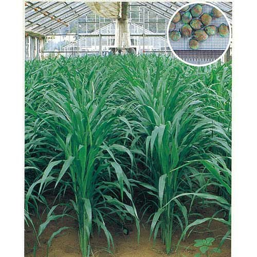 緑肥・牧草 種 【 ソルゴー つちたろう 】 種子 1kg | 農業屋.com