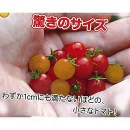 マイクロトマト 種 【黄】 20粒 | 農業屋.com