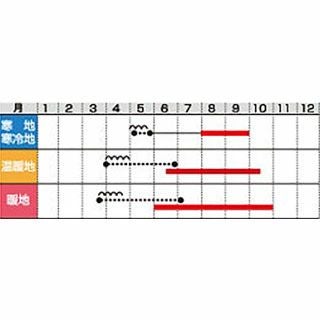オクラ 種 【みどり丸ノ助】 小袋