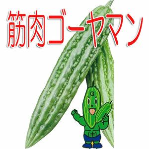 ゴーヤ 種 【 キン肉ゴーヤマンG 】 種子 小袋（約8粒） | 農業屋.com