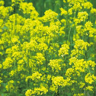 緑肥・牧草 種 【 緑肥用からしな 黄花のちから(からしな) 】 種子 1kg
