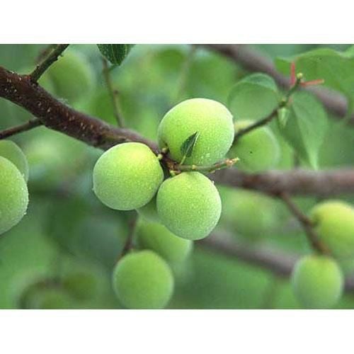 果樹苗 梅 【 白加賀 （ しらかが ） 1年生苗 】 | 農業屋.com