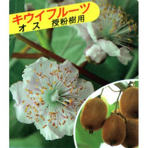 果樹苗 キウイ 【 トムリ 1年生苗 】 | 農業屋.com