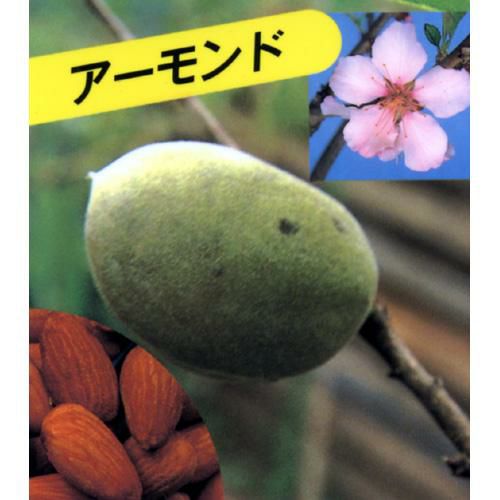 果樹苗 【 アーモンド 1年生苗 】 | 農業屋.com