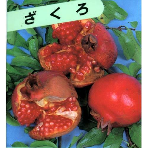 果樹苗 ザクロ 【 大甘ザクロ 1年生 】 | 農業屋.com