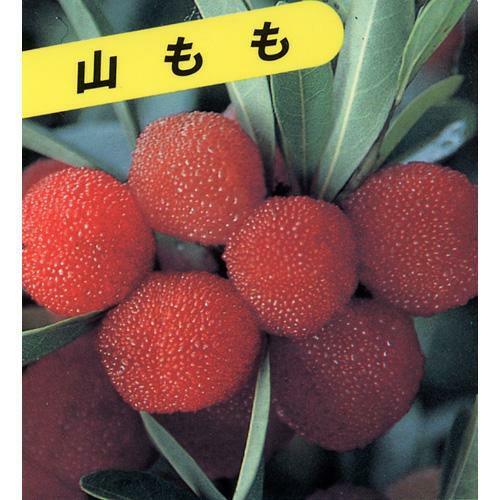やまもも | 農業屋.com
