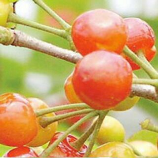 果樹苗 サクランボ 【 暖地桜桃 （ だんちさくらんぼ ） 1年生苗