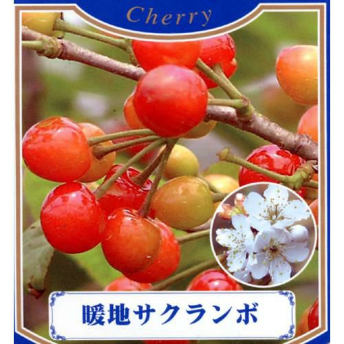 果樹苗 サクランボ 【 暖地桜桃 （ だんちさくらんぼ ） 1年生苗