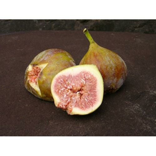 果樹苗 イチジク 【 日本種 （ にほんしゅ ） 1年生苗 】 | 農業屋.com