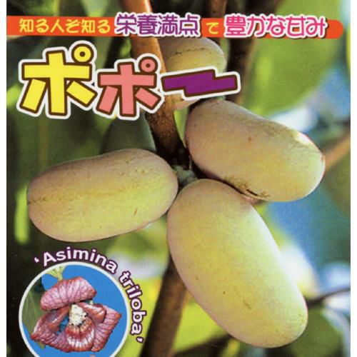 果樹苗 ポポー 【 ポポー （実生苗） 】 | 農業屋.com