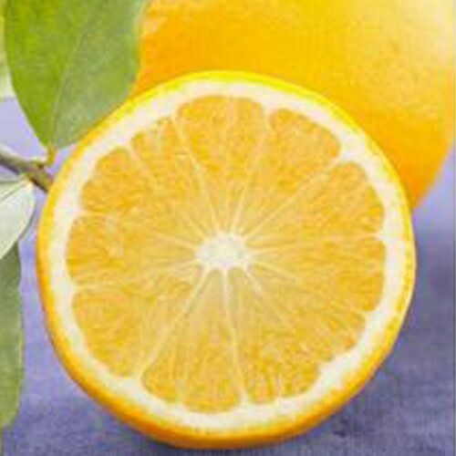 柑橘類の苗 【 スイートレモネード 1年生苗木 】 | 農業屋.com
