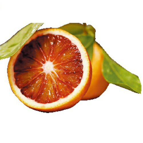 柑橘類の苗 【 ブラッドオレンジ（タロッコ） 1年生苗木 】 | 農業屋.com