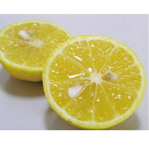 柑橘類の苗 【 黄金柑 （ おうごんかん ） 1年生苗木 】 | 農業屋.com