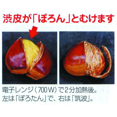 果樹苗 栗 【 ポロタン 1年生苗 】 品種 ぽろたん 品種登録番号 15658