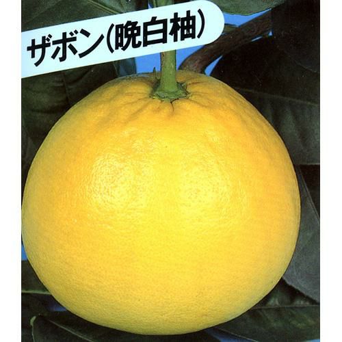 柑橘類の苗 【 晩白柚 （ ばんぺいゆ 別名： ザボン ） 1年生苗木