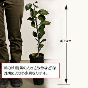 柑橘類の苗 【 晩白柚 （ ばんぺいゆ 別名： ザボン ） 2年生苗木