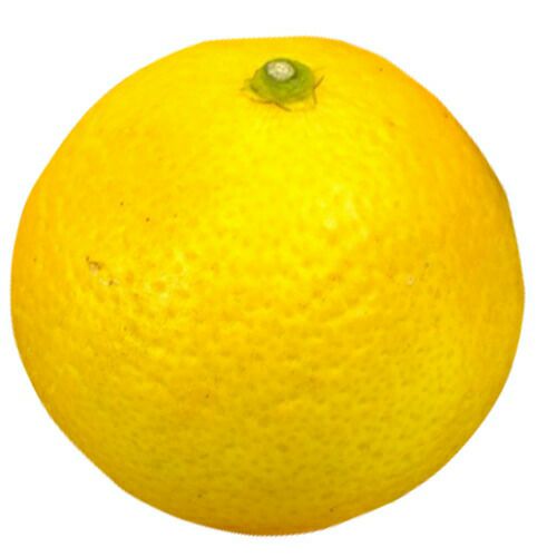 柑橘類の苗 【 黄金柑 （ おうごんかん ） 2年生苗木 】 | 農業屋.com