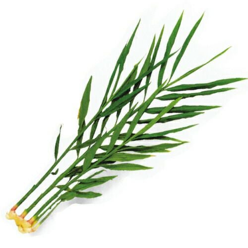 しょうが 【 小生姜 】 生姜種 種芋 700g入り | 農業屋.com