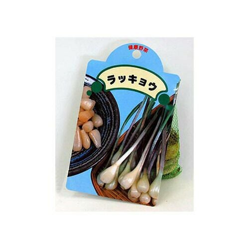 らっきょう 種球 約200g 【国産】 [ ラッキョウ 落橋 球根 種 ] | 農業