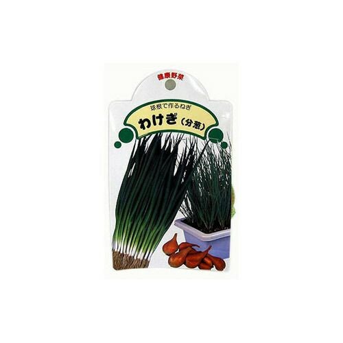 わけぎ 種球 約500g 【国産】 [ ネギ 葱 ワケギ 分葱 球根 種 ] | 農業