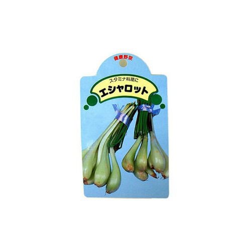 エシャレット(エシャロット) 種球 約200g 【国産】 [ 球根 種 ] | 農業