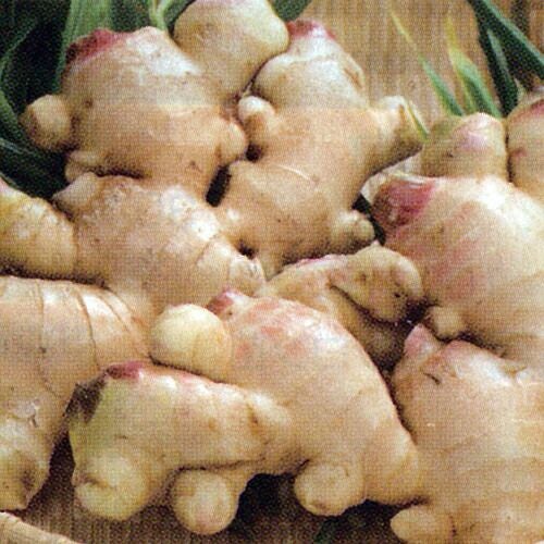 000000007925-01.jpg?size=l&w=