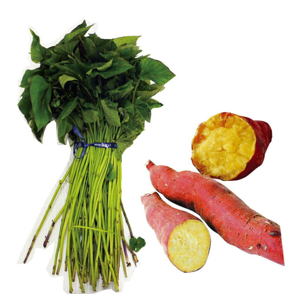 玉ねぎ苗 【予約】 【 晩生 もみじ3号 （アサヒ3号） 】 約100本