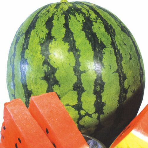 スイカ苗 【 チャンピオン 】 苗 4本セット 【予約販売】 | 農業屋.com