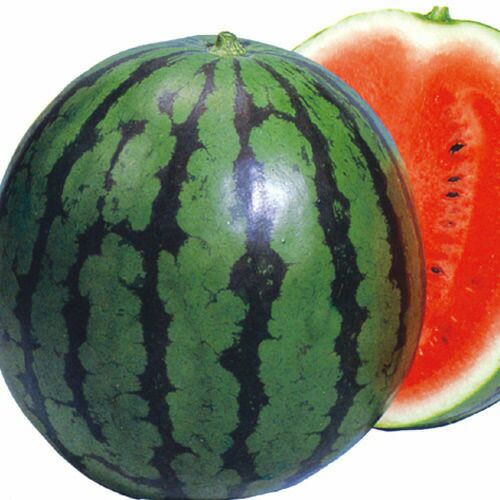 ブロッコリー 種 【 深碧 】 ペレット5千粒 ( ブロッコリーの種