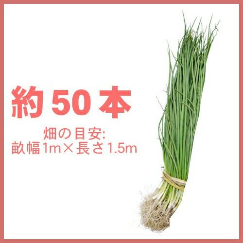 玉ねぎ苗 【予約】 【 中晩生 赤玉ねぎ】 約50本 [ たまねぎ苗