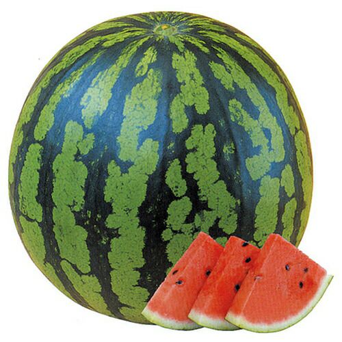 スイカ苗 【 夏の憩スイカ 】 接木苗 4本セット 【予約販売】 | 農業屋.com