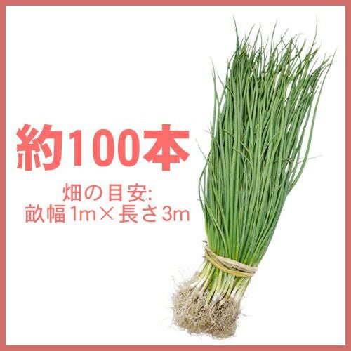 玉ねぎ苗 【予約】 【 中生 ターボ 】 約100本 [ たまねぎ苗 タマネギ