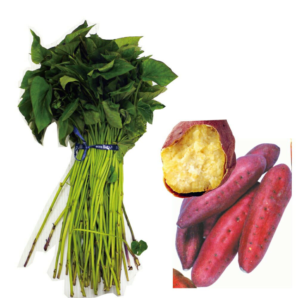 さつまいも苗 【 紅はるか 】 10本 | 農業屋.com