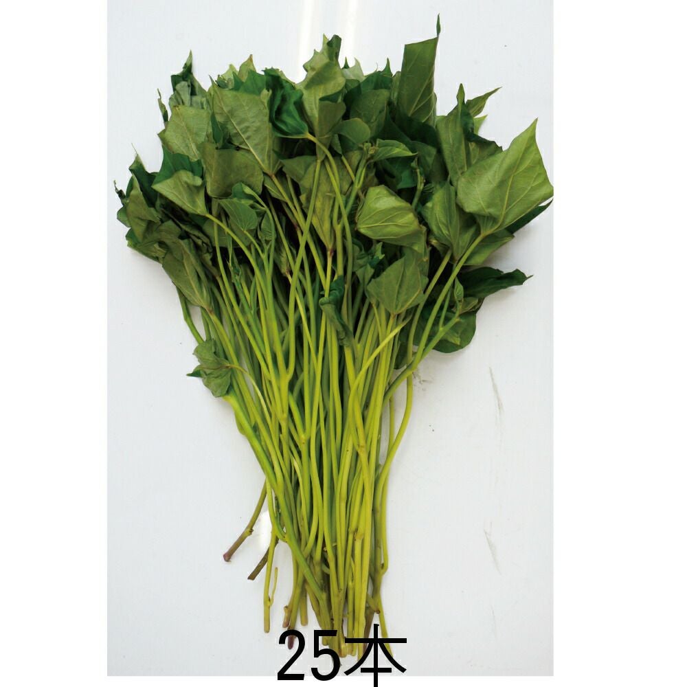さつまいも苗 【 安納芋 】 25本 【予約販売 芋づる さつまいも 苗