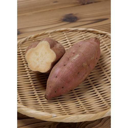 さつまいも苗 【 安納芋 】 100本 【予約販売 芋づる さつまいも 苗