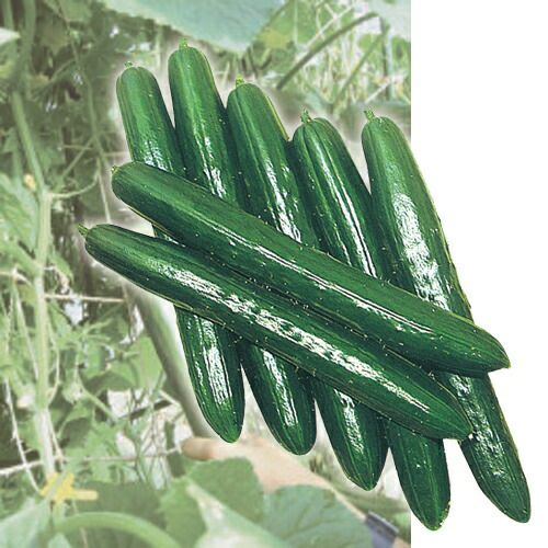 バラ切り接ぎ台木 【ロサムルティフロラ（ノイバラ）】 50本セット