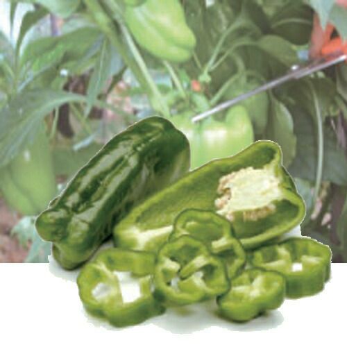 接ぎ木苗 | 農業屋.com