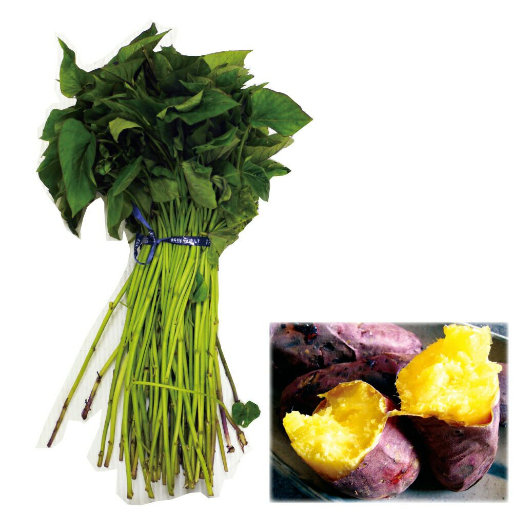 さつまいも苗 【 べにはるか 】 25本 【予約販売 芋づる さつまいも 苗