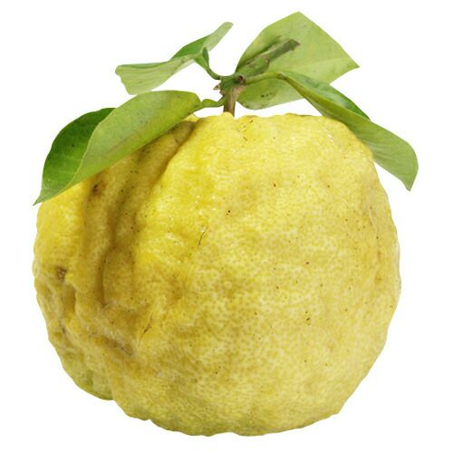 柑橘類の苗 【 獅子柚 （ ししゆず 別名： ジャガタラユ ） 2年生苗木