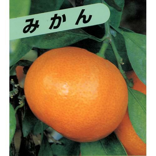 上野早生みかん　3年生　【果樹用の鉢付き】　温州みかん　柑橘　苗　果物　3年 柑橘類の苗 農業屋.com | 1年生苗木 】 上野温州みかん 極早生 【 果樹