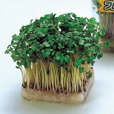 さつまいも苗 【 栗かぐや 通常苗 】10本 【くりかぐや 予約販売