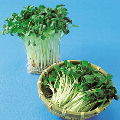 スプラウト 種 【かいわれ大根】 1L | 農業屋.com